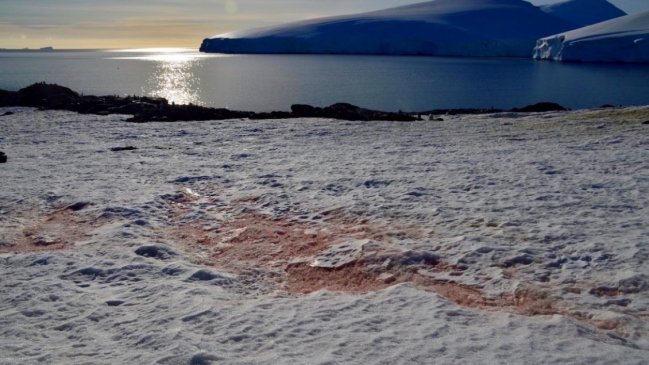 Científicos chilenos identificaron nueva especie y género de alga antártica