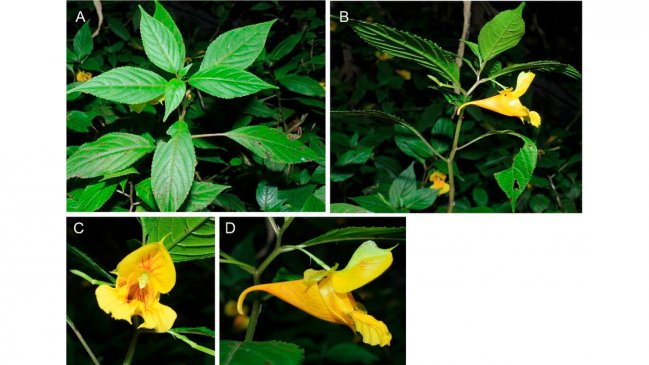 Científicos chinos descubren nuevas especies de plantas