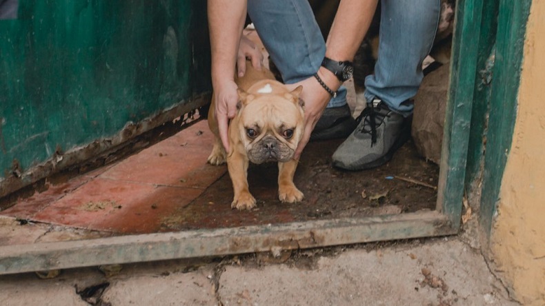 Condenan por maltrato a sujeto que tenía 80 animales en su casa de Providencia