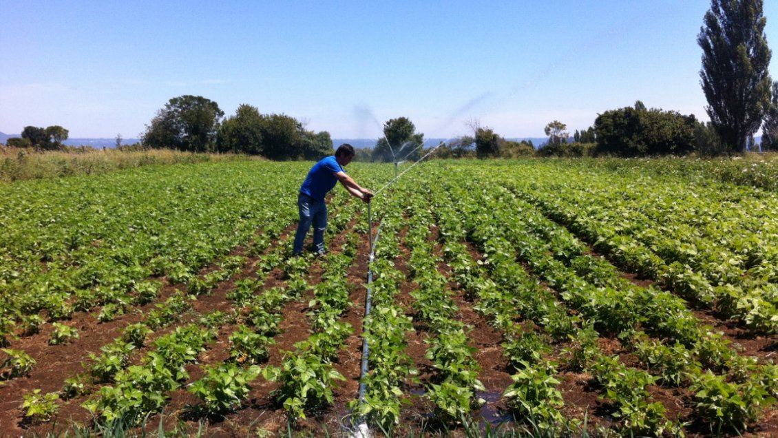 O'Higgins: Gobierno Regional aprobó fondos para entregar ayuda a pequeños agricultores afectados por la sequía