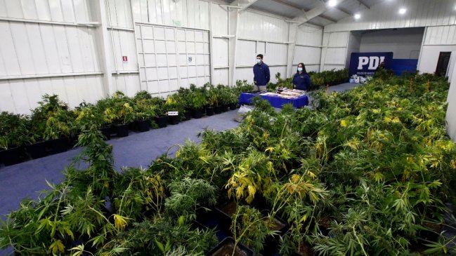 Informe de la PDI: incautaciones de marihuana se triplicaron respecto a 2020