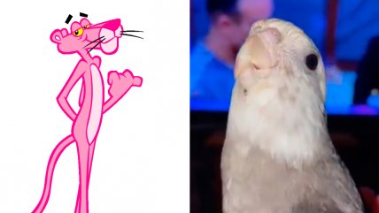   Talentoso lorito se luce cantando la melodía de 