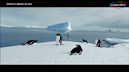   En el inicio de la primavera los pingüinos arribaron a la Antártica 