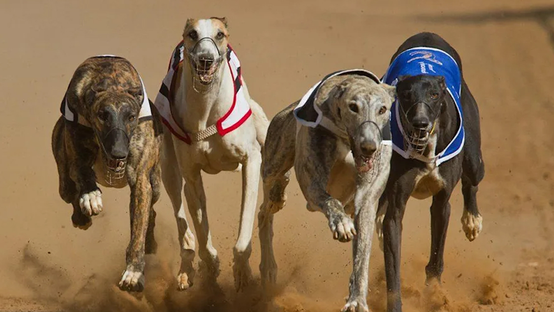 Por falta de quórum: Cámara Baja rechazó prohibir las carreras de perros