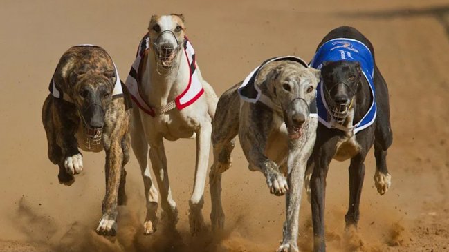 Por falta de quórum: Cámara Baja rechazó prohibir las carreras de perros