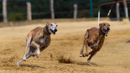  Animal Libre lamentó el rechazo a la prohibición de las carreras de perros: Diputados no se presentaron  