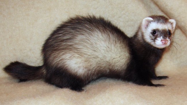 Autoridades sanitarias confirmaron primer caso de hurón con Covid en EEUU