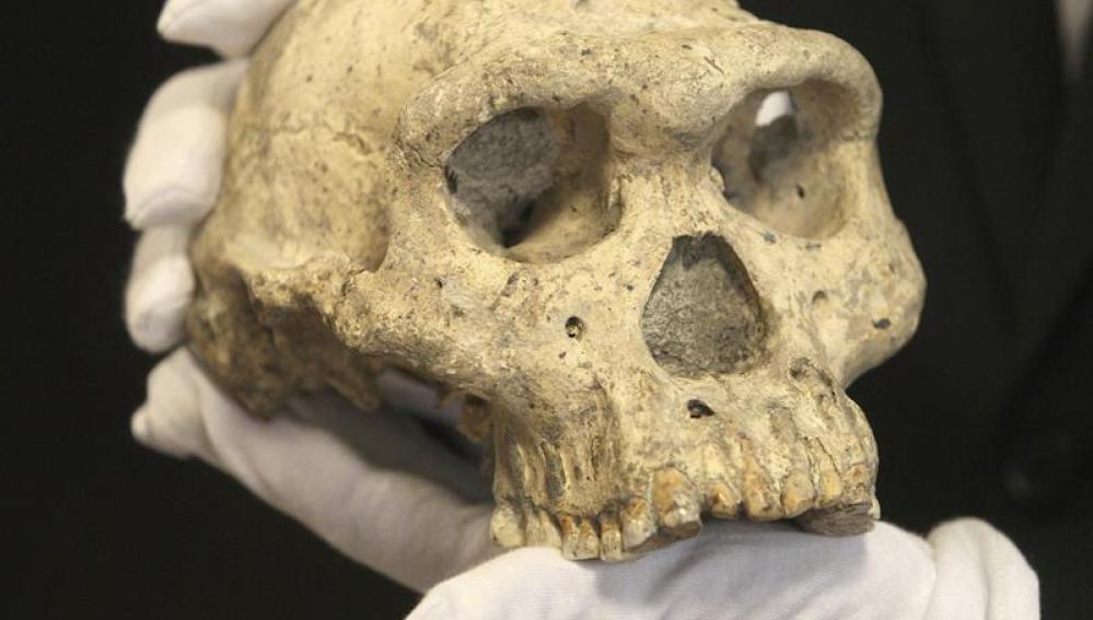 Hallan fósil de cráneo humano de 32.000 años en provincia china de Henan