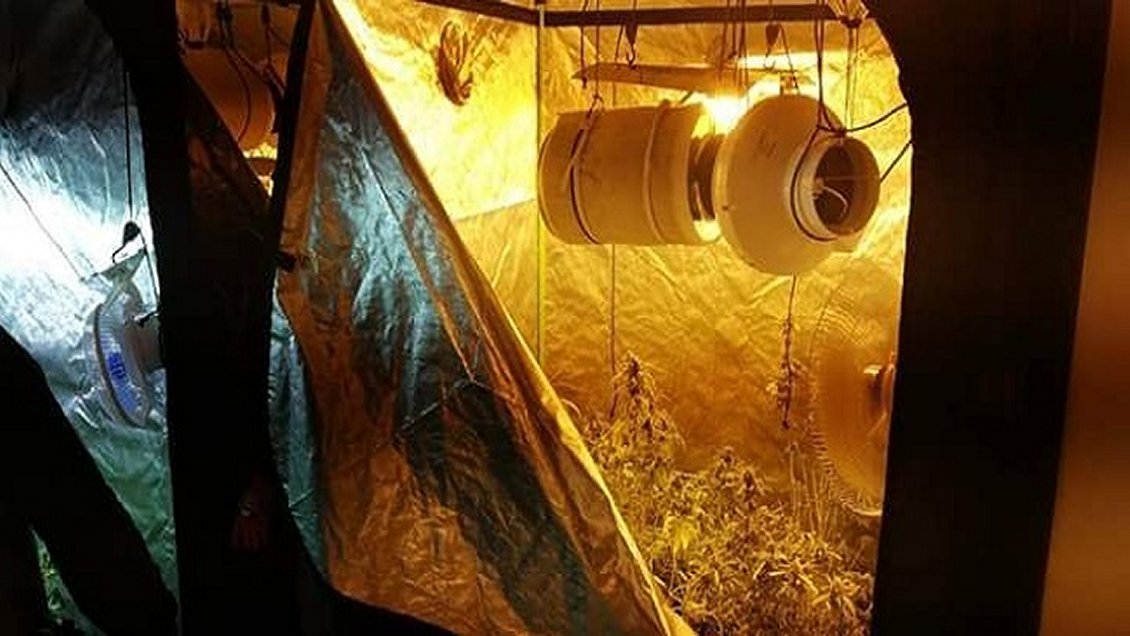 Pareja fue detenida por cultivo indoor de marihuana en Yungay