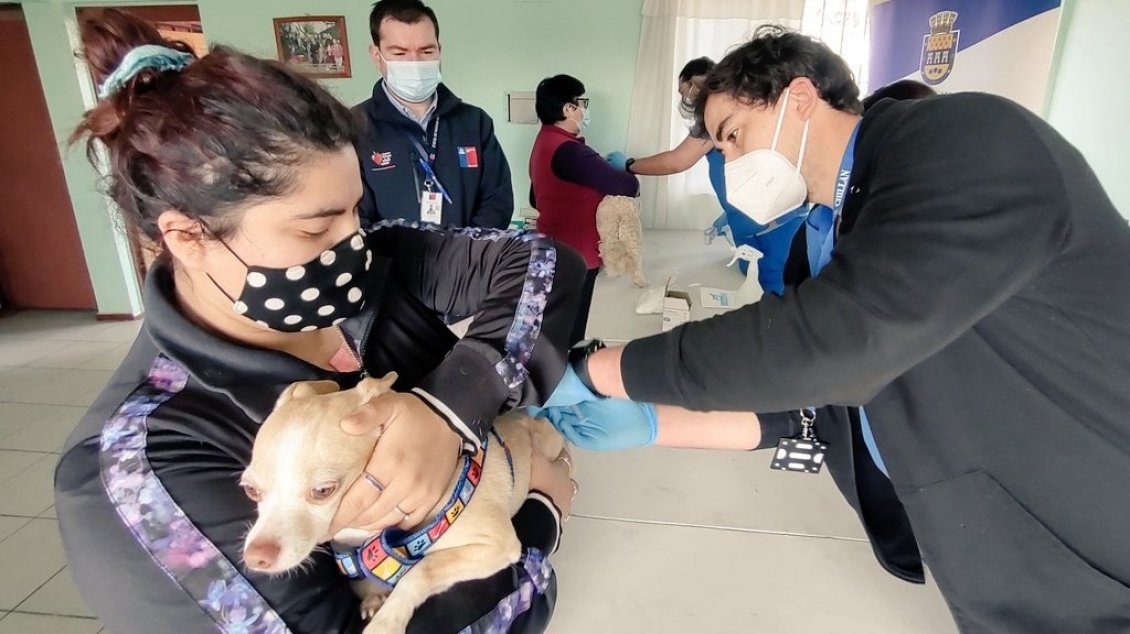 Vacunan a 200 mascotas en barrios de Chillán con alta presencia de murciélagos