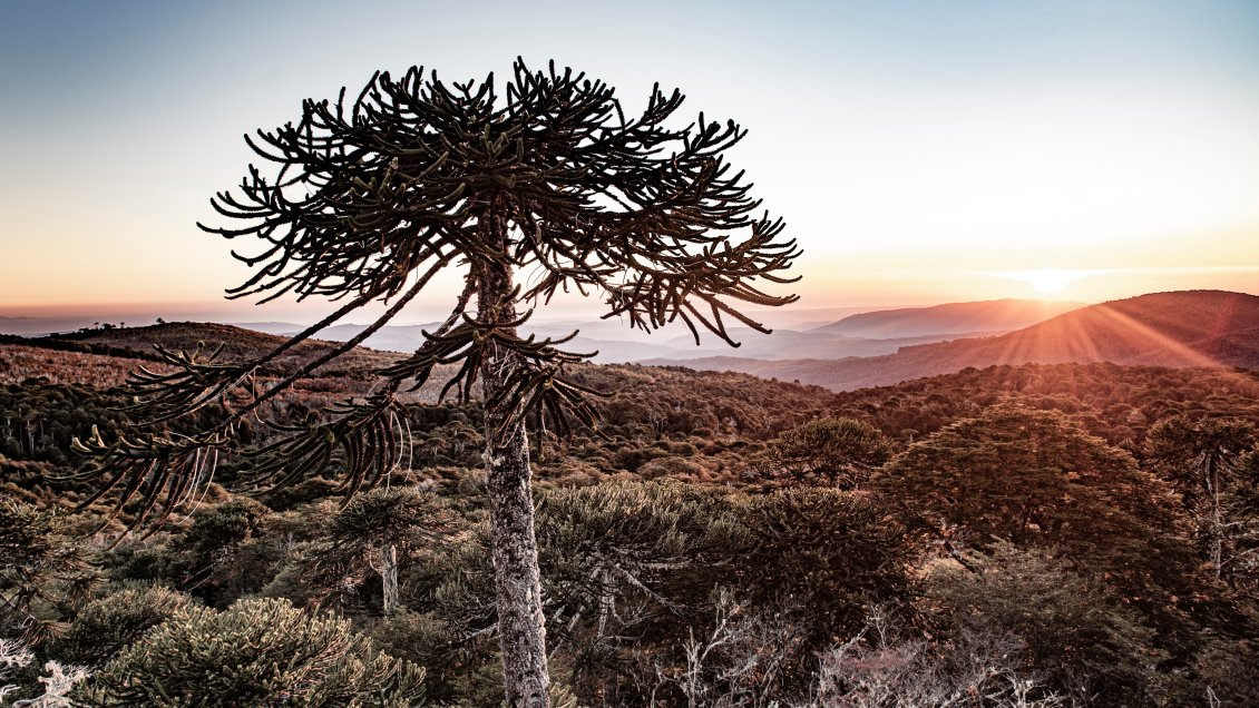 Zona de Nahuelbuta, en La Araucanía, fue elegida como uno de los 