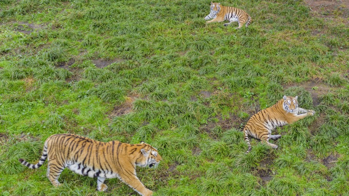 China logra importante avance en conservación de biodiversidad