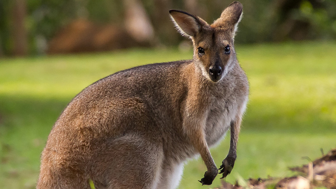 Policía australiana detuvo a dos adolescentes acusados de matar 14 canguros