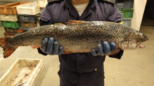 Dos detenidos en Quellón mientras desembarcaban nueve toneladas de salmones robados en Aysén