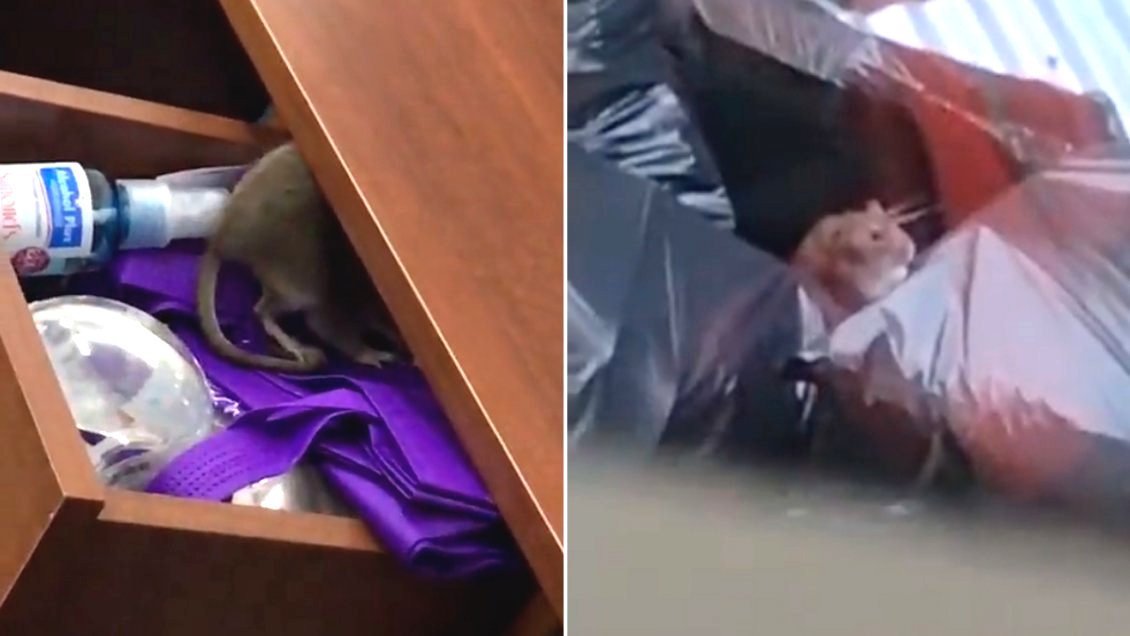 Desratización de Centro de Trazabilidad intoxicó a 15 trabajadores: Hay nueve con licencia