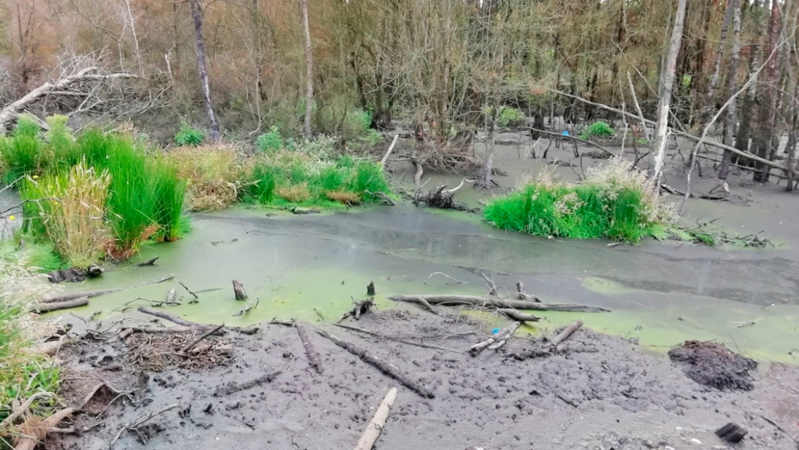 Superintendencia del Medio Ambiente ordenó cierre de vertedero industrial en Chonchi