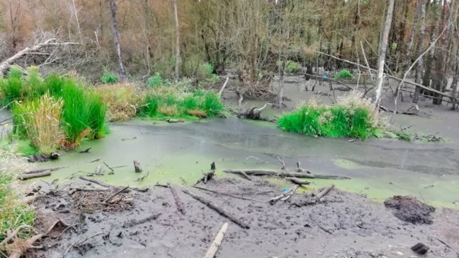 Superintendencia del Medio Ambiente ordenó cierre de vertedero industrial en Chonchi
