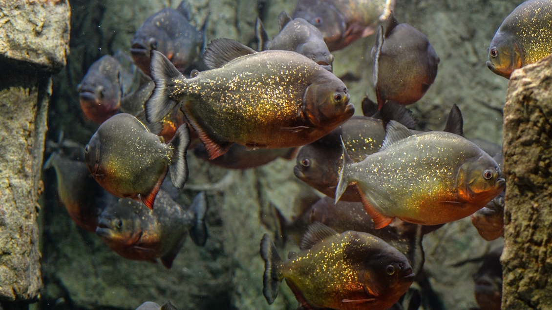 Hombre que huía de abejas se lanzó a un lago y murió atacado por pirañas