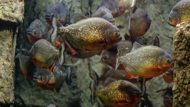 Hombre que huía de abejas se lanzó a un lago y murió atacado por pirañas