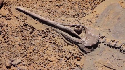   Desierto de Atacama, un laboratorio paleontológico de interés mundial en Chile 