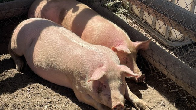 Municipalidad de Maipú trasladó cerdos rescatados al Santuario Igualdad