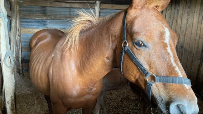 Sujeto fue detenido por mantener en su poder una yegua robada en Chillán