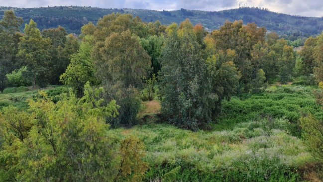 Cajón del Río Claro busca ser el primer humedal urbano de Talca