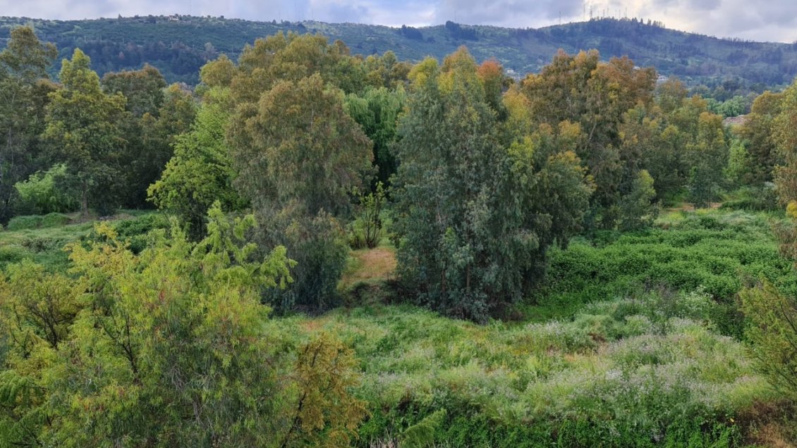 Cajón del Río Claro busca ser el primer humedal urbano de Talca