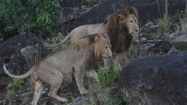 Cuatro leones dieron positivo al Covid-19 en Singapur