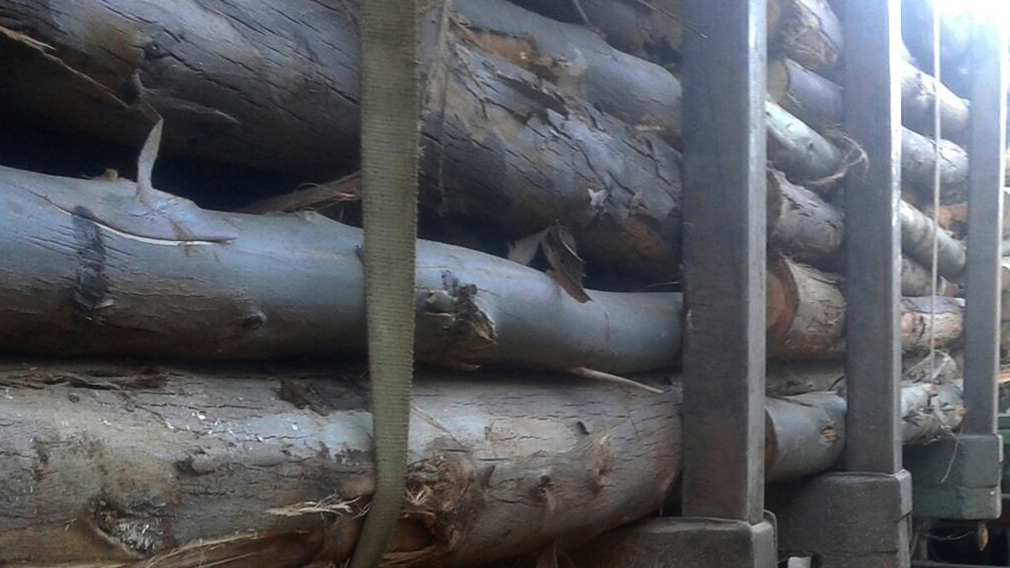 Tres sujetos fueron detenidos por robo de madera en fundo de Los Álamos