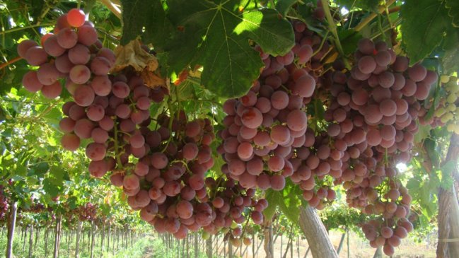 La Región del Maule tiene la mayor superficie de viñedos en Chile