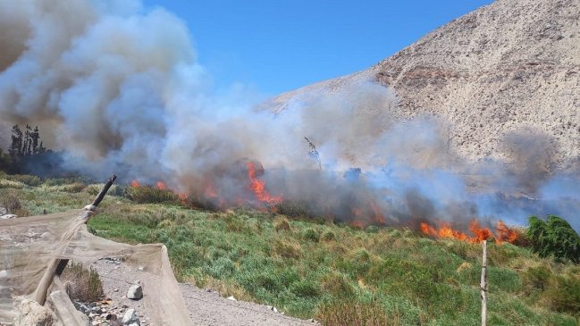 Cinco viviendas fueron evacuadas por amenaza de incendio forestal en Vicuña