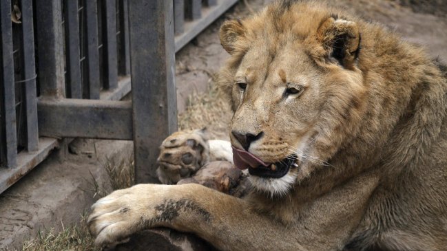 León en cautiverio fue ejecutado a disparos tras matar a su cuidador en Guatemala