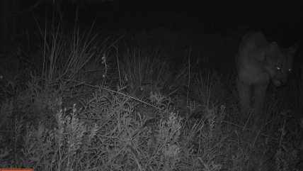   Conaf constató presencia de pumas en la Reserva Nacional Mocho Choshuenco 