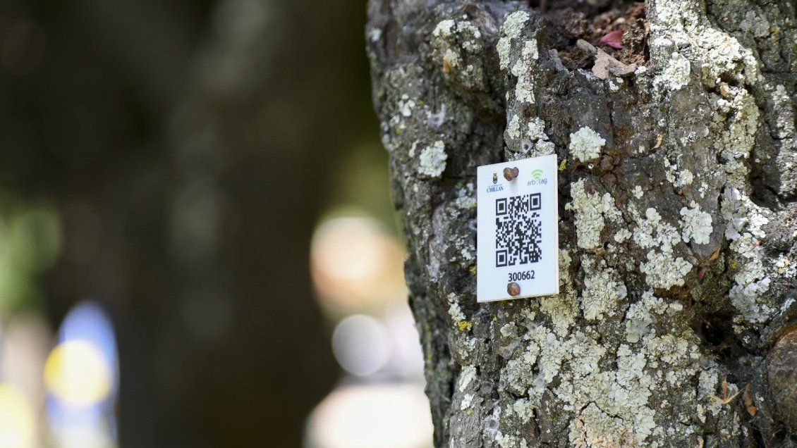 Árboles de plazas céntricas de Chillán disponen códigos QR para acceder a información de riesgo