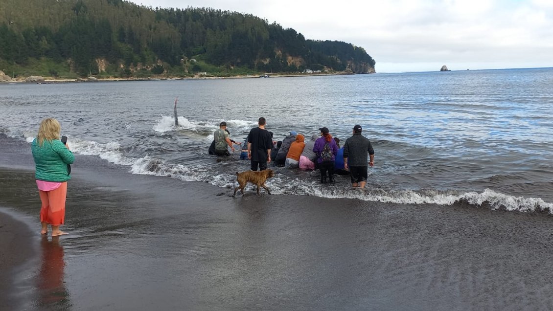 Caleta Lenga: Ballena fue devuelta al mar, pero se desconoce si logró sobrevivir