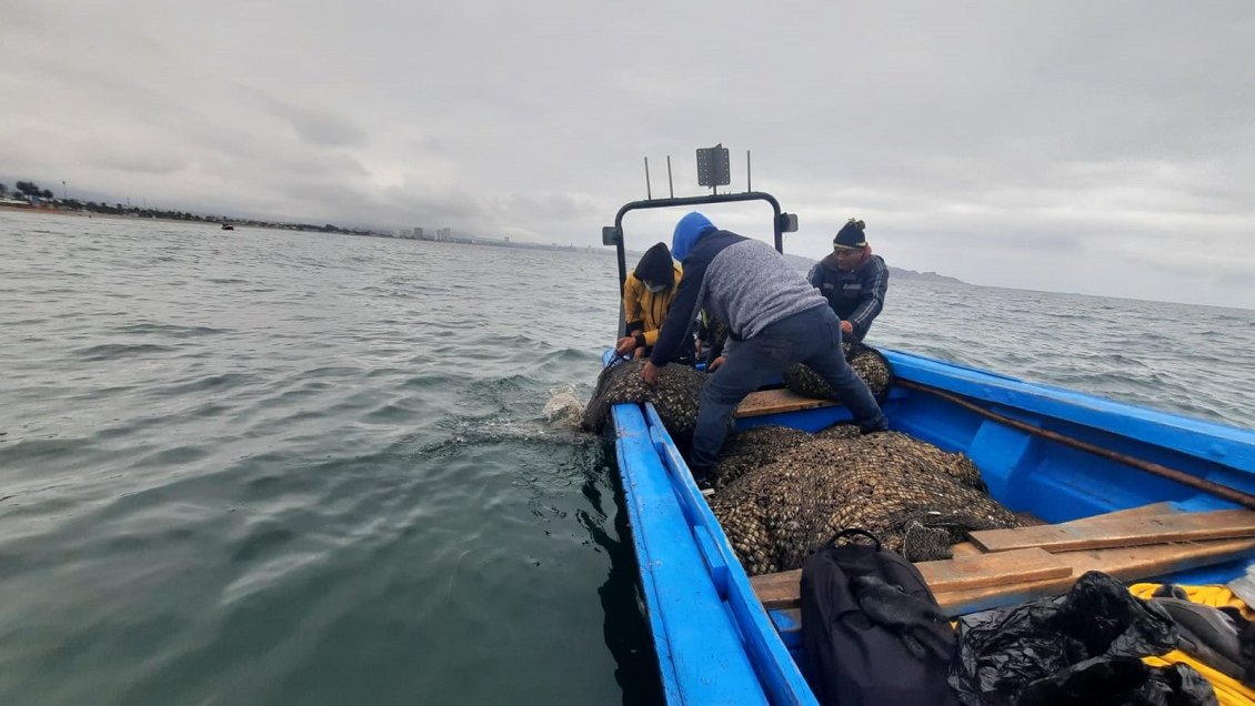 Más de una tonelada de machas extraída ilegalmente fue decomisada en La Serena