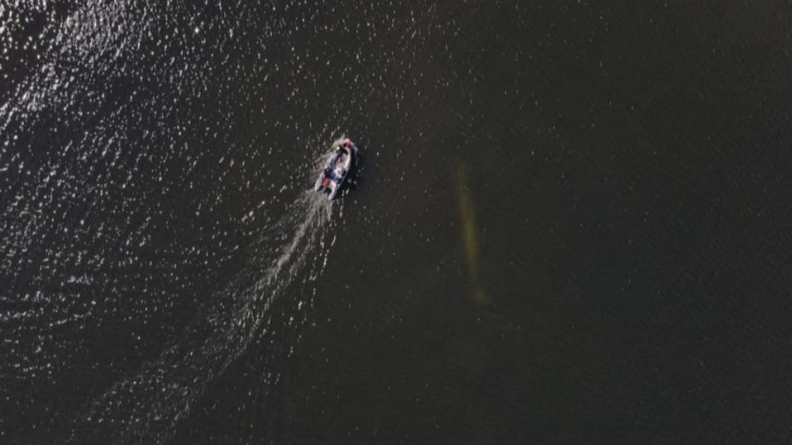 No logró sobrevivir: Imágenes aéreas captan inactividad de ballena que varó en Hualpén