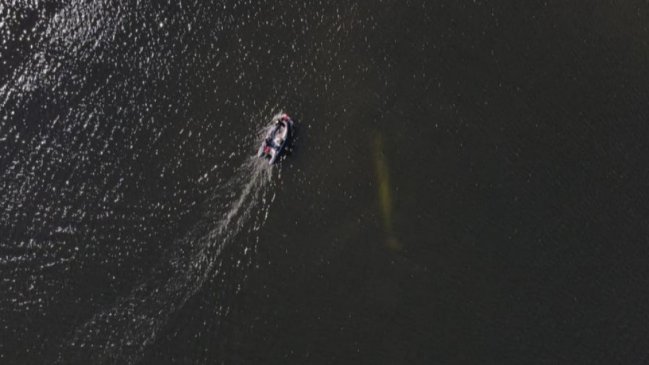 No logró sobrevivir: Imágenes aéreas captan inactividad de ballena que varó en Hualpén