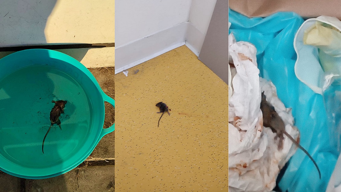 Salud ordena inmediato uso de plaguicidas para controlar ingreso de ratones a Cesfam en San Pedro de la Paz