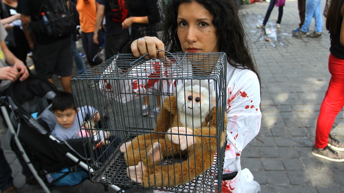 Cámara de Diputados aprobó proyecto que prohíbe el testeo en animales con fines cosméticos