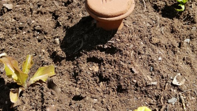 Organismos promueven el uso de vasijas de greda como sistema de riego sustentable en O’Higgins