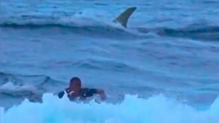   Surfista se halló de improviso a metros de un tiburón 