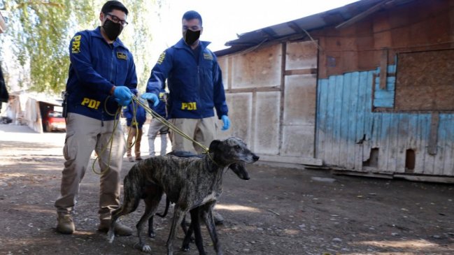 En Ñuble se han investigado 84 casos de maltrato animal desde la promulgación de la 