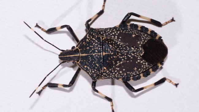 Detección de chinches apestosas preocupó al gobernador regional del Biobío