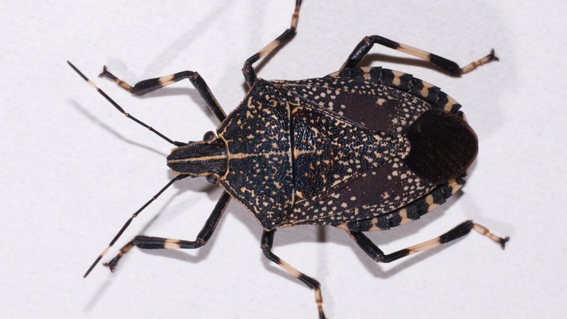 Detección de chinches apestosas preocupó al gobernador regional del Biobío