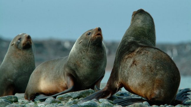 La crisis climática pone en riesgo la supervivencia del león marino antártico
