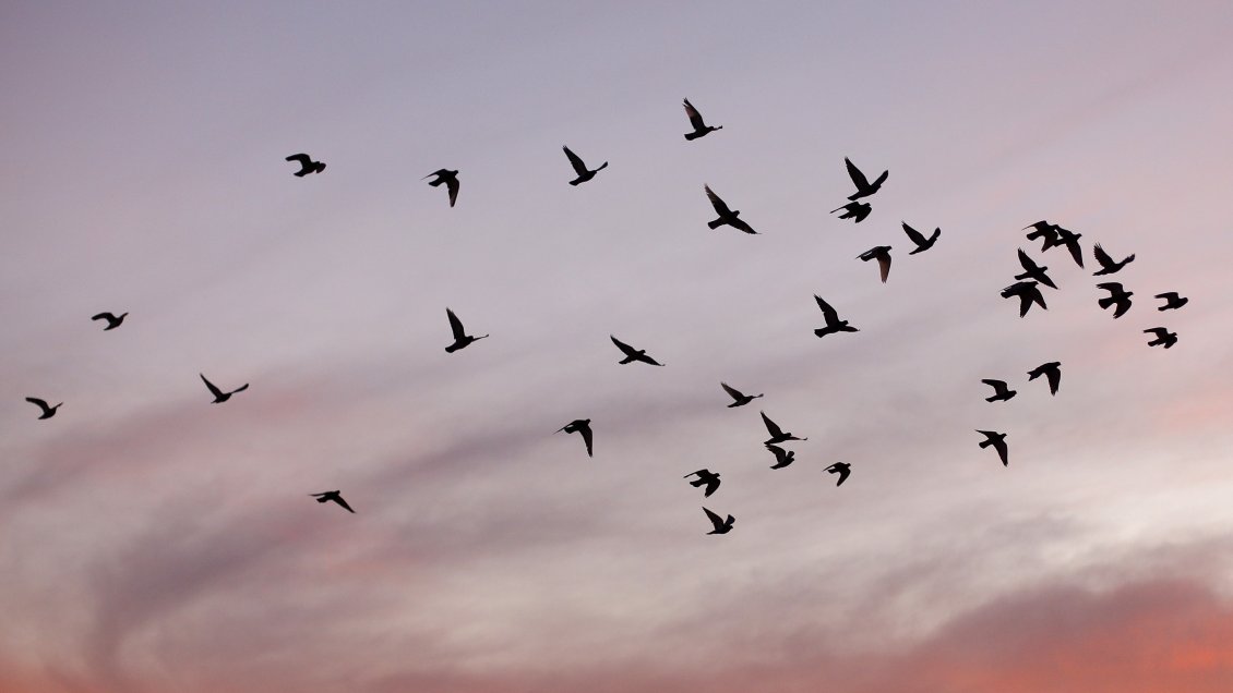 Reino Unido registra el mayor brote de gripe aviar de su historia