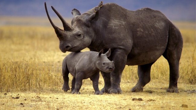   Cazadores furtivos matan a 24 rinocerontes en dos semanas en Sudáfrica 