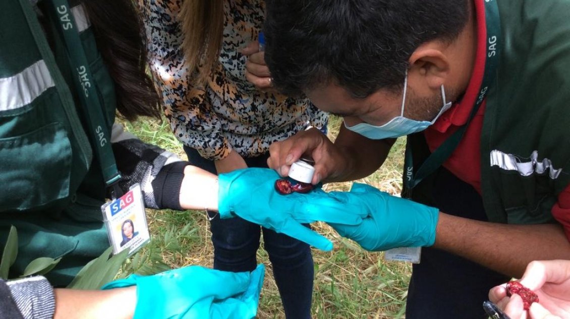 SAG Ñuble ejecutará programa para combatir la plaga de Mosca de Alas Manchadas